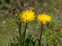 Einköpfiges Ferkelkraut